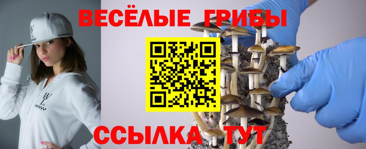 Шали  Псилоцибиновые грибы Psilocybine cubensis  Вход с VPN 